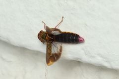 Molomea lineiceps
