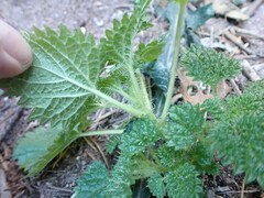 Urtica gracilenta