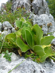 Primula auricula