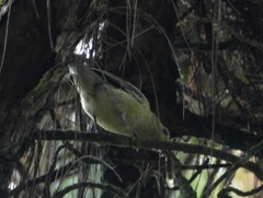 Pachyramphus versicolor