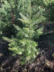 Abies grandis