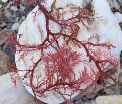 Sphaerococcus coronopifolius