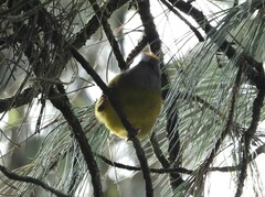 Myiothlypis coronata