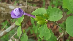 Brunfelsia uniflora