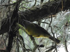 Myiothlypis coronata