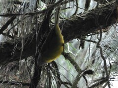 Myiothlypis coronata