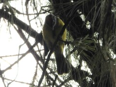 Myiothlypis coronata