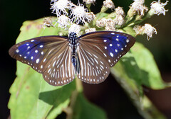 Euploea mulciber mulciber