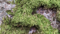 Hypnum cupressiforme