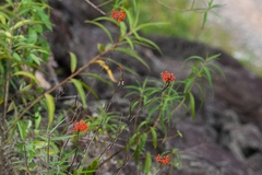 Epidendrum puniceoluteum