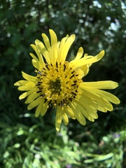 Kyhosia bolanderi