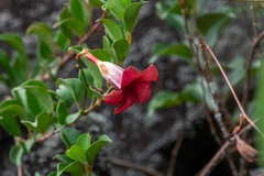Allamanda
