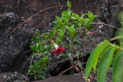 Allamanda