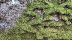 Hypnum cupressiforme