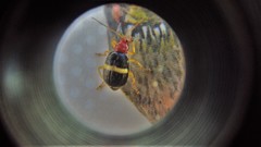 Gynandrobrotica