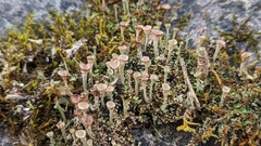 Cladonia pyxidata