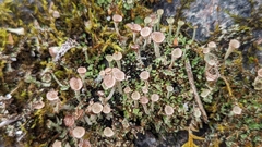 Cladonia pyxidata