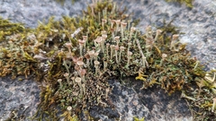 Cladonia pyxidata
