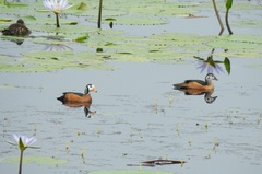 Nettapus auritus