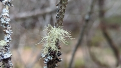 Usnea