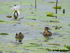 Thalassornis leuconotus