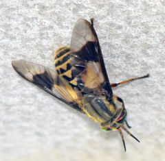Chrysops aestuans