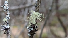 Usnea