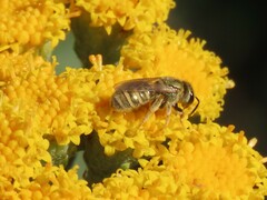 Seladonia