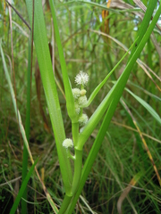 Sparganium glomeratum
