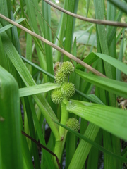 Sparganium glomeratum