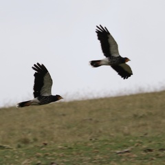 Daptrius carunculatus