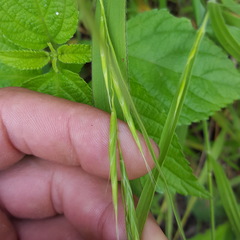Brachypodium flexum