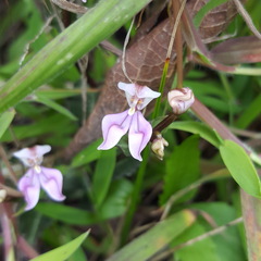 Disperis cordata