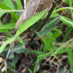 Disperis cordata