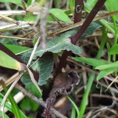 Disperis cordata