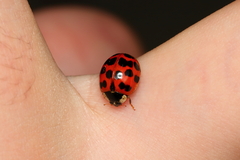 Harmonia axyridis