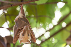 Epomophorus gambianus