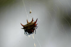Gasteracantha curvispina