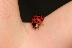 Harmonia axyridis