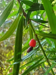 Podocarpus salignus