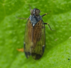 Oliarus sanctiphilippi