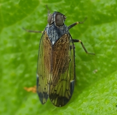 Oliarus sanctiphilippi