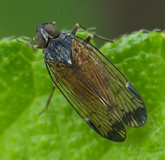 Oliarus sanctiphilippi