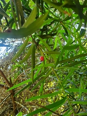 Podocarpus salignus