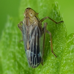 Idiomyctus