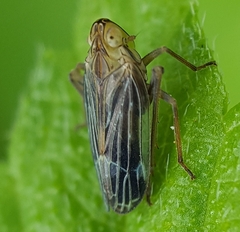 Idiomyctus