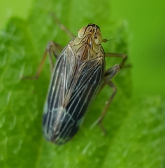 Idiomyctus