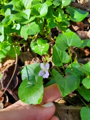 Viola missouriensis