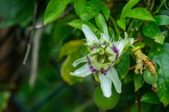 Passiflora edulis edulis