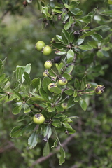Crataegus germanica